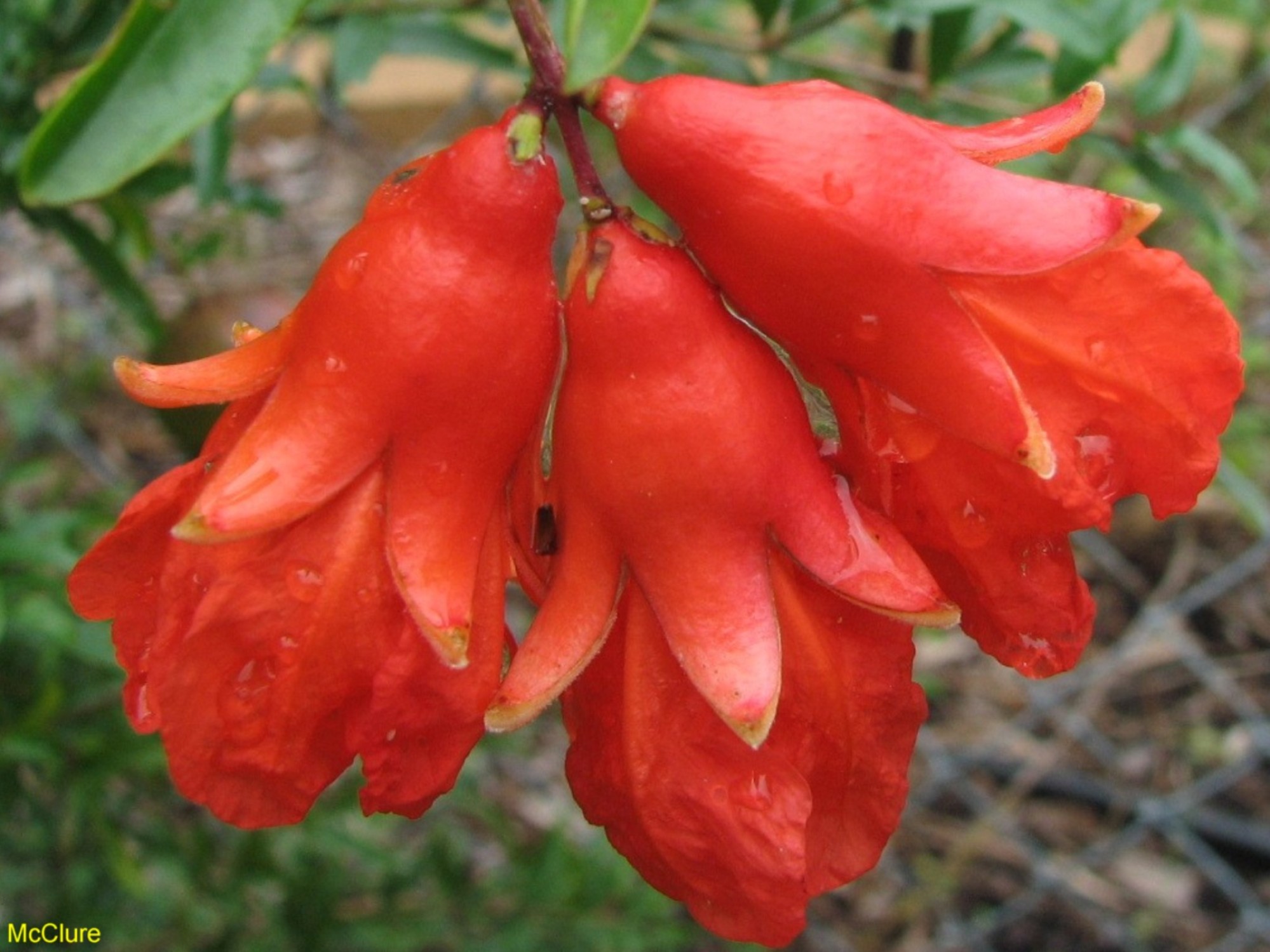 Punica granatum  / Pomegranate