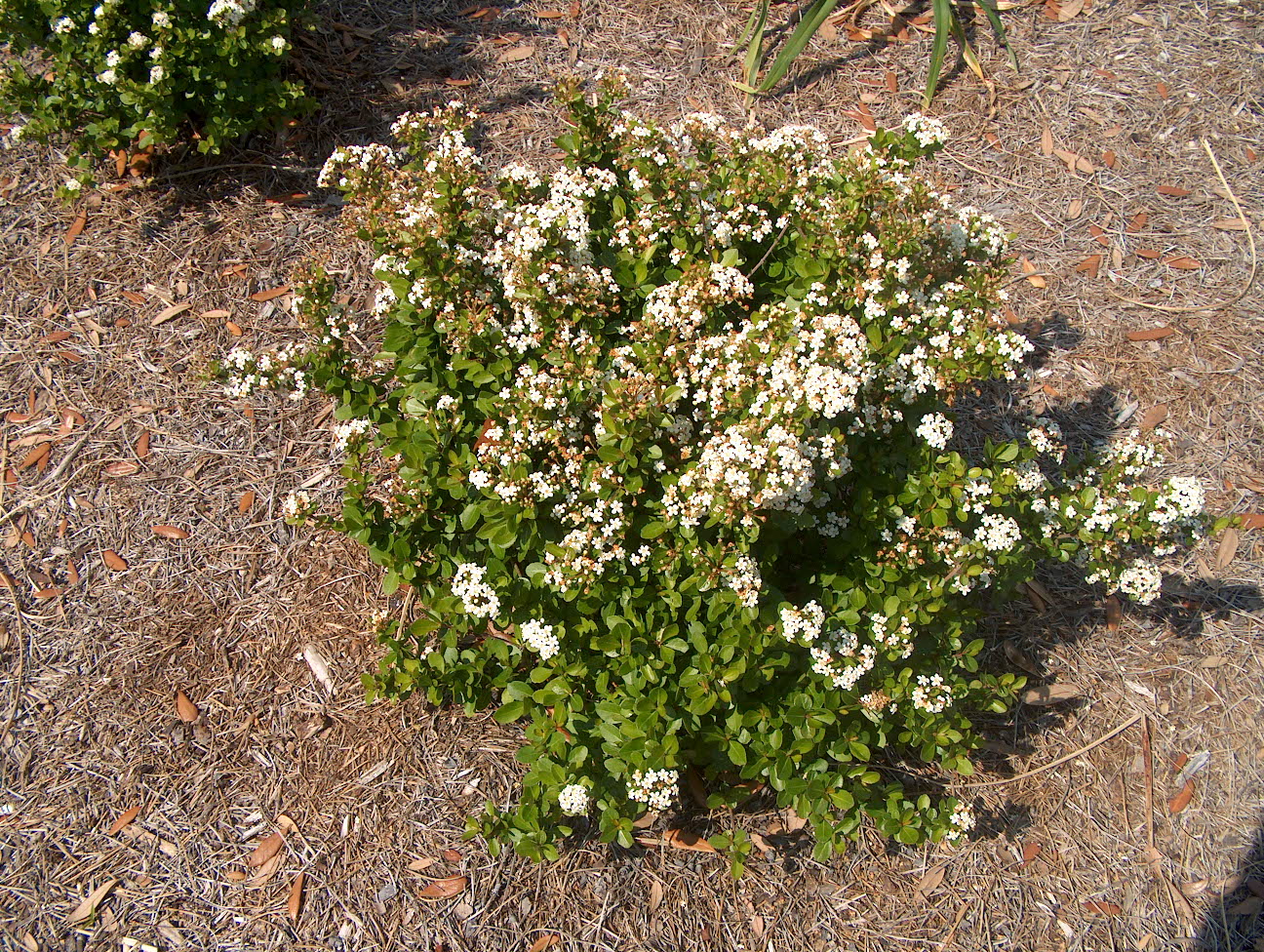 Pyracantha 'Apache'  / Pyracantha 'Apache' 