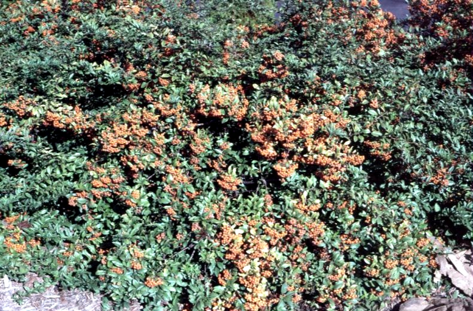 Pyracantha angustifolia 'Monon'  / Low Boy Pyracantha