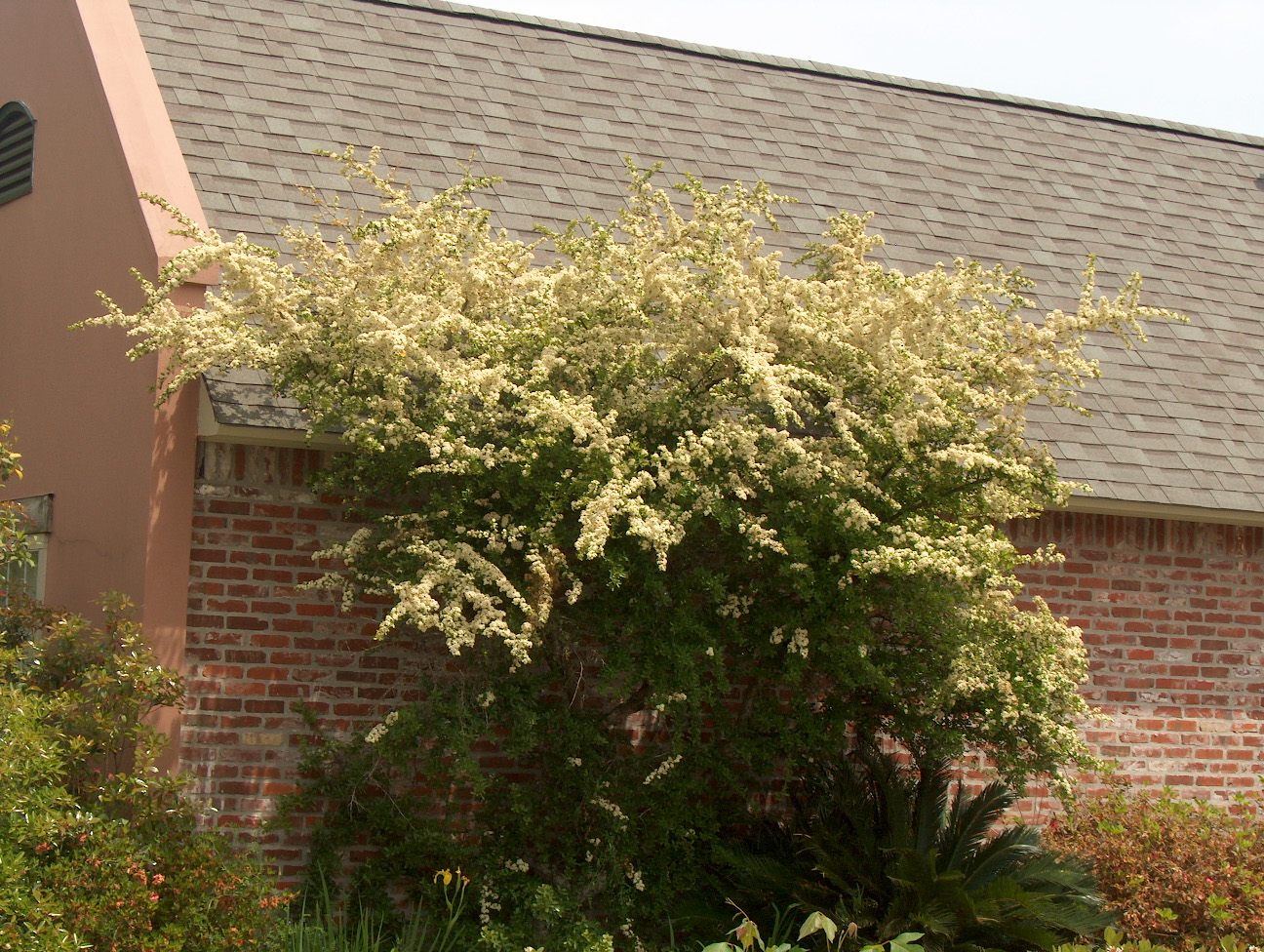 Pyracantha coccinea / Pyracantha