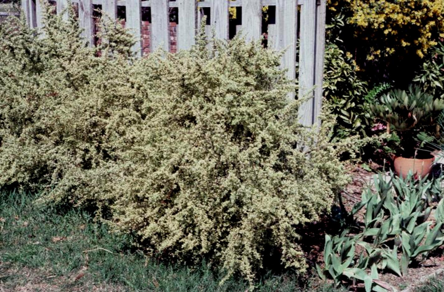 Pyracantha harlequin  / Variegated Pyracantha