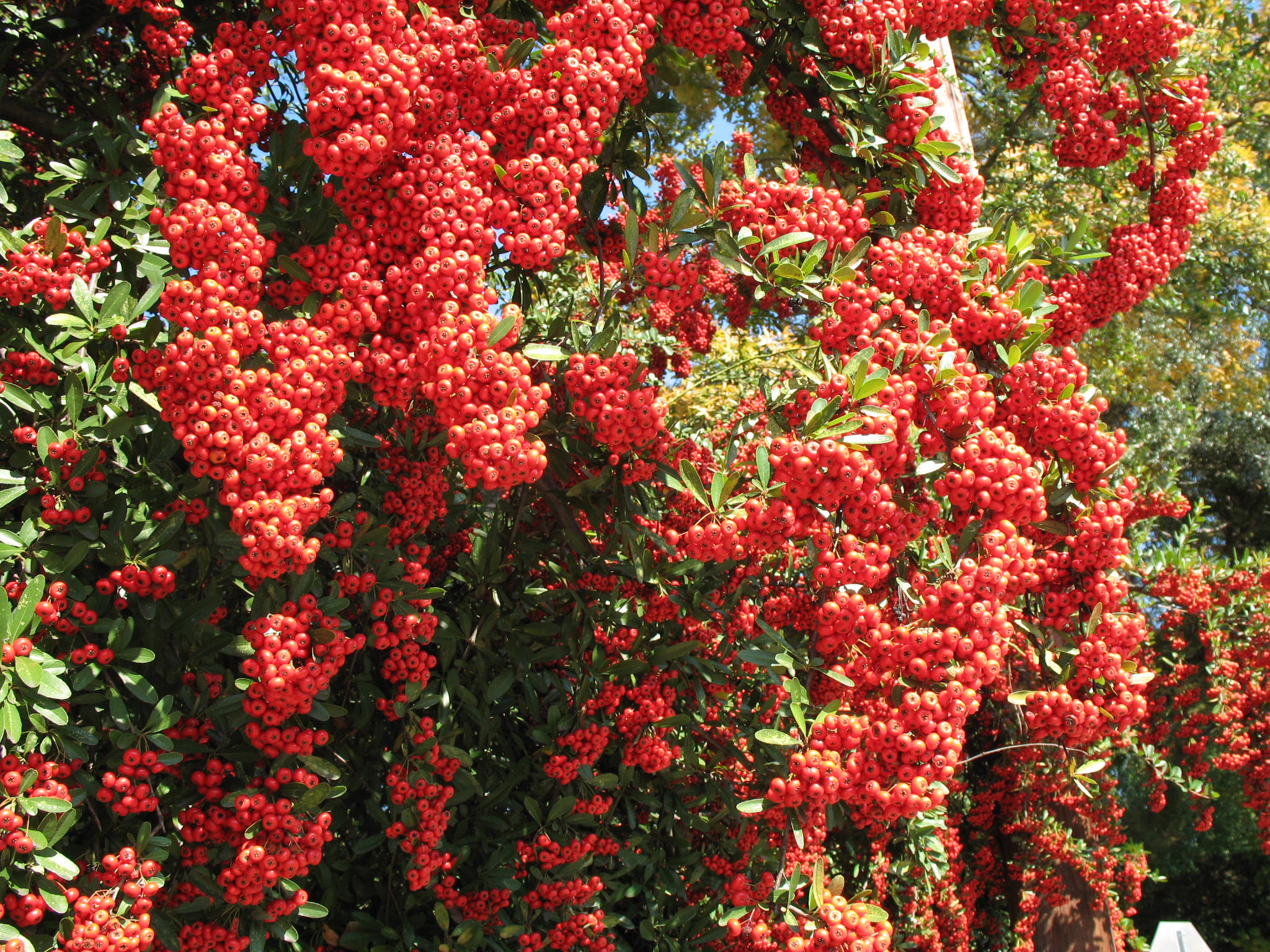 Pyracantha koidzumi  / Pyracantha koidzumi 