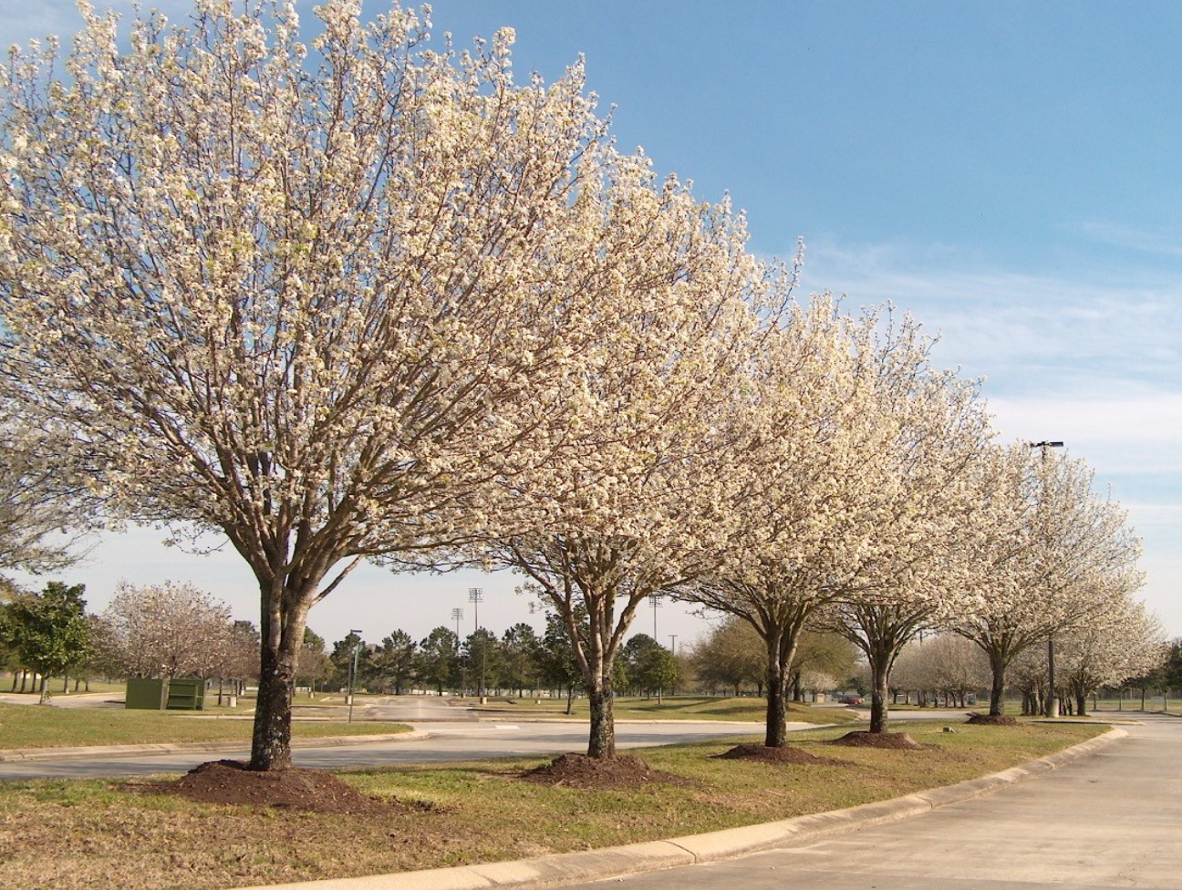 Pyrus calleryana 'Aristocrat'  / Pyrus calleryana 'Aristocrat' 