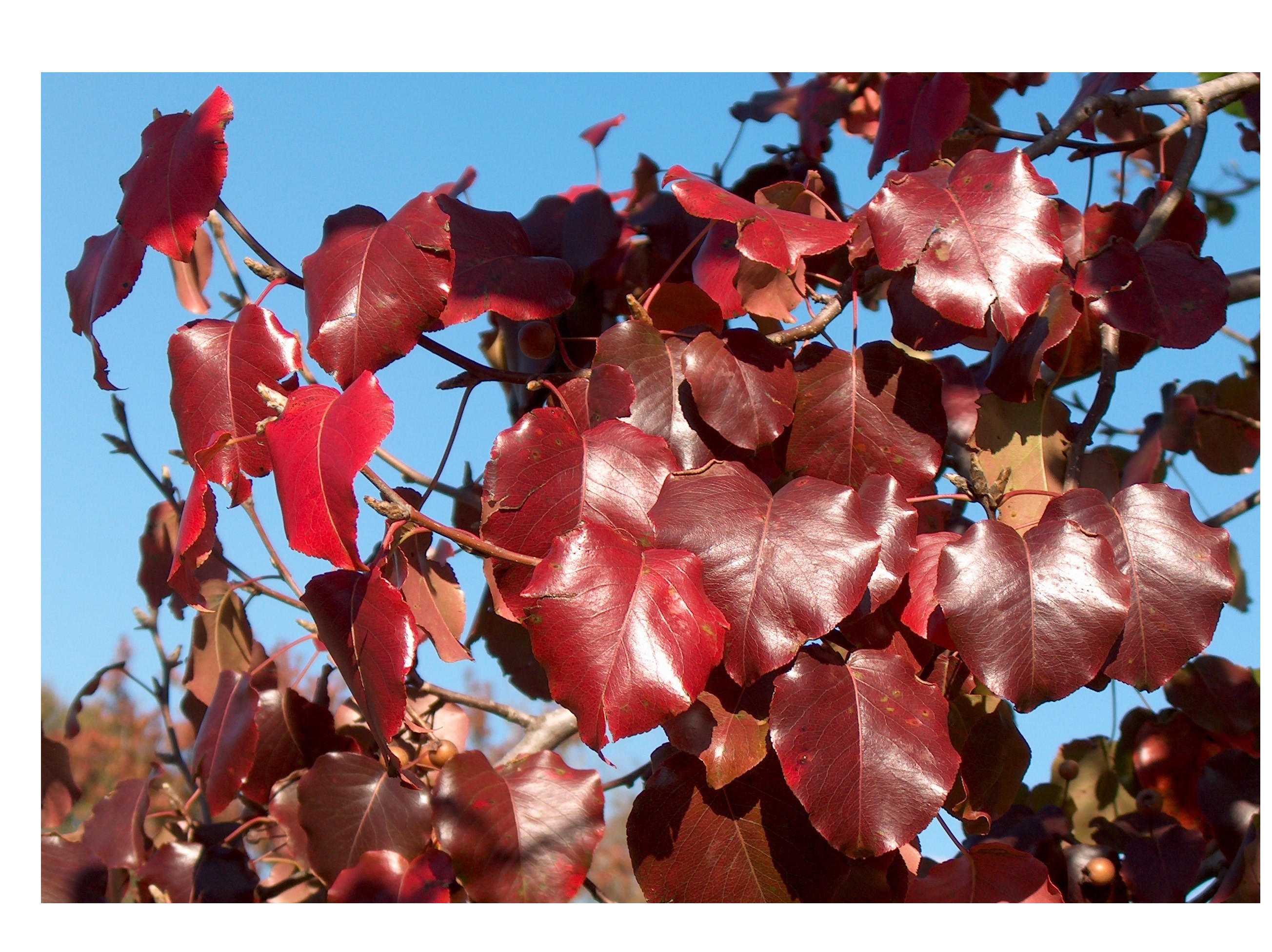 Pyrus calleryana 'Bradford'  / Pyrus calleryana 'Bradford' 