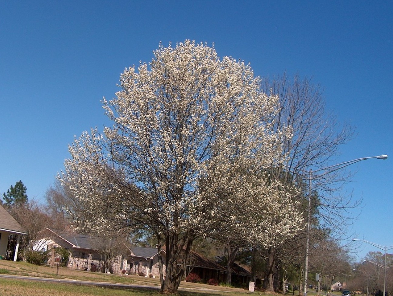 Pyrus calleryana  / Pyrus calleryana 