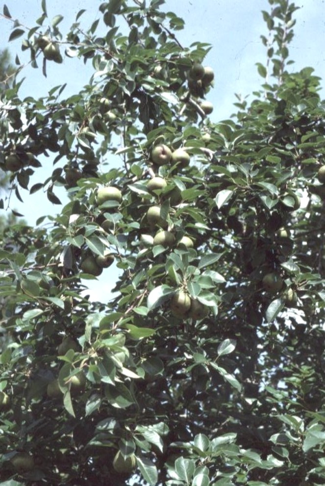 Pyrus communis 'Orient'  / Orient Pear