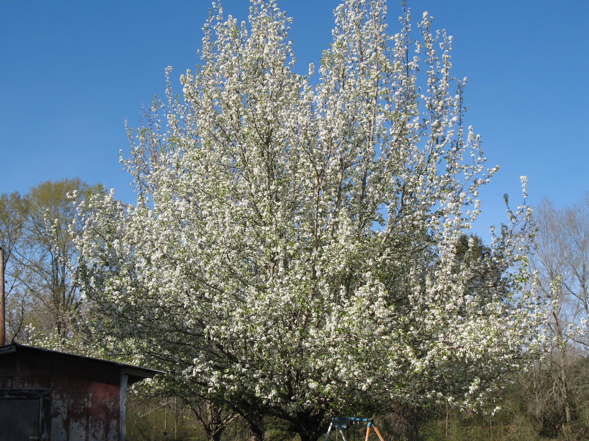 Pyrus communis  / Common Pear