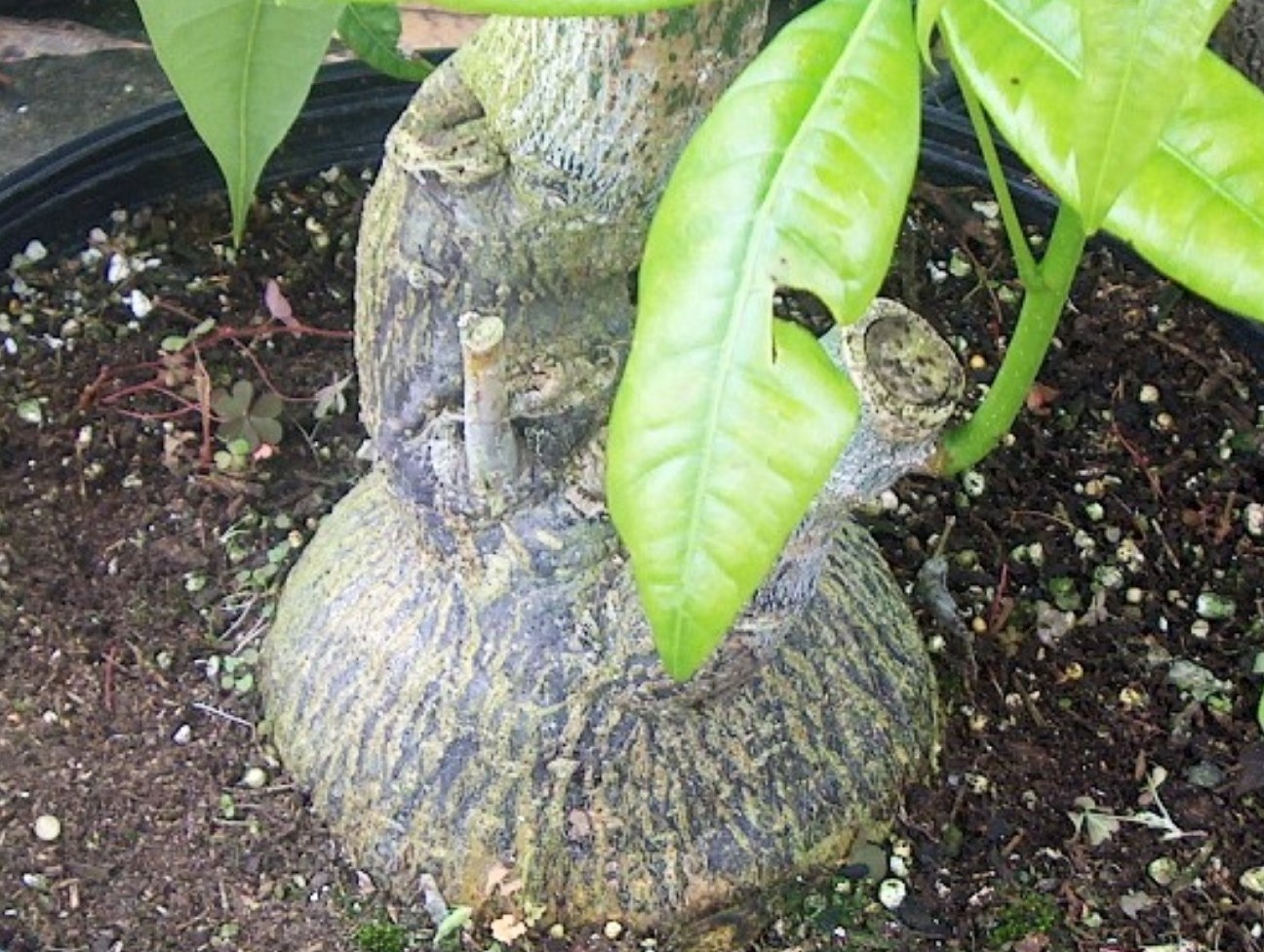 Pachira aquatica ' Guiana Chestnut' / Pachira aquatica ' Guiana Chestnut'