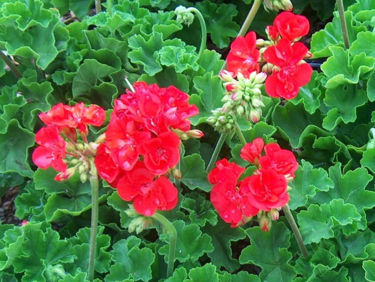 Pelargonium hortorum 'Allure Hot Coral'  / Allure Hot Coral Geranium