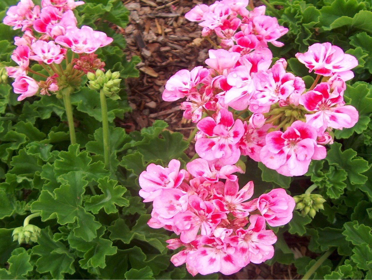 Pelargonium hortorum 'Allure Light Pink'  / Allure Hot Pink Geranium