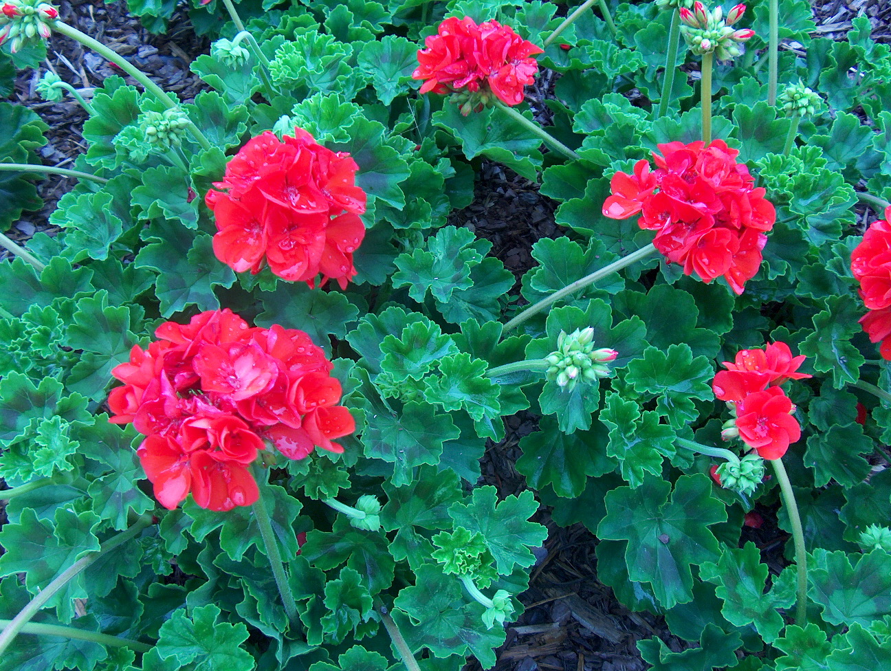 Pelargonium hortorum 'Allure Tangerine' / Pelargonium hortorum 'Allure Tangerine'