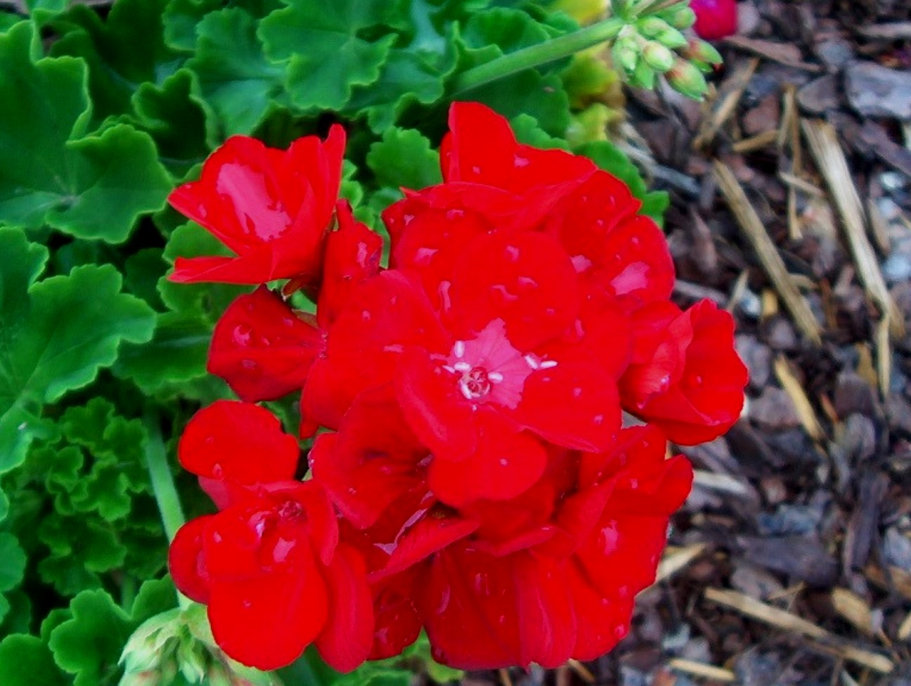 Pelargonium hortorum 'Americana Dark Red' / Americana Dark Red Geranium