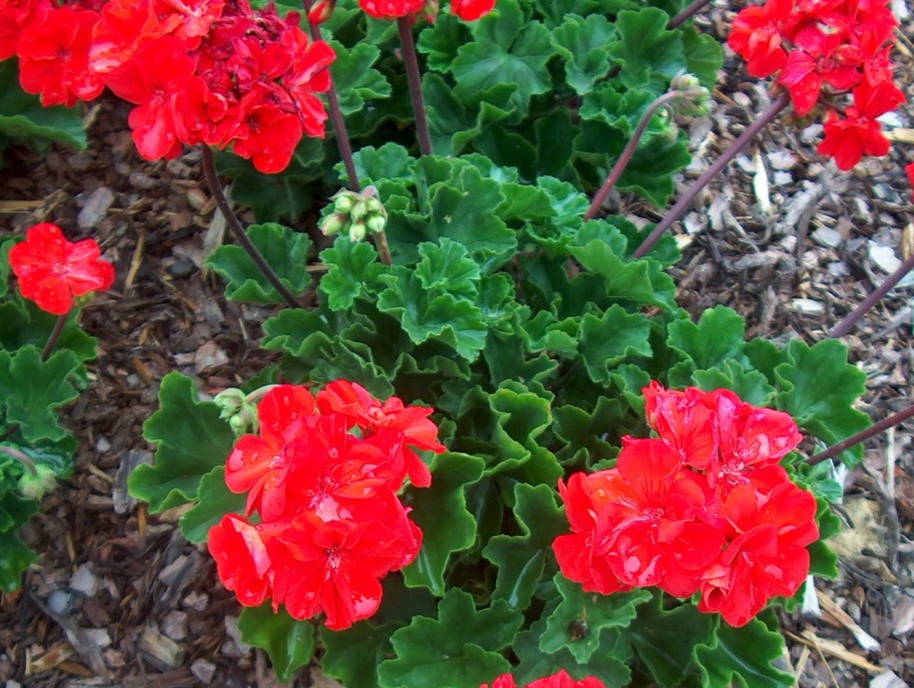 Pelargonium hortorum ''Fantasia Flame Improved' / Fantasia Flame Improved Geranium