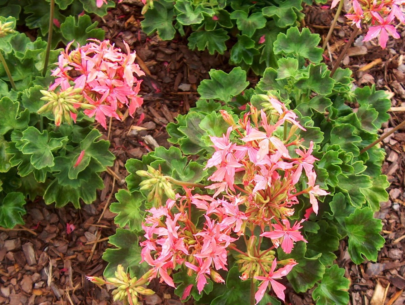 Pelargonium hortorum 'Graffiti' / Pelargonium hortorum 'Graffiti'
