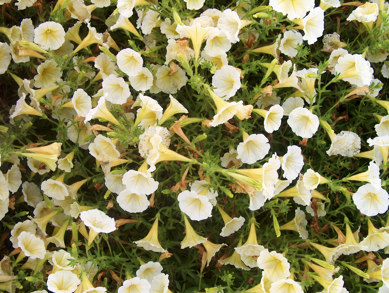 Petunia 'Baby Duck Yellow' / Petunia 'Baby Duck Yellow'