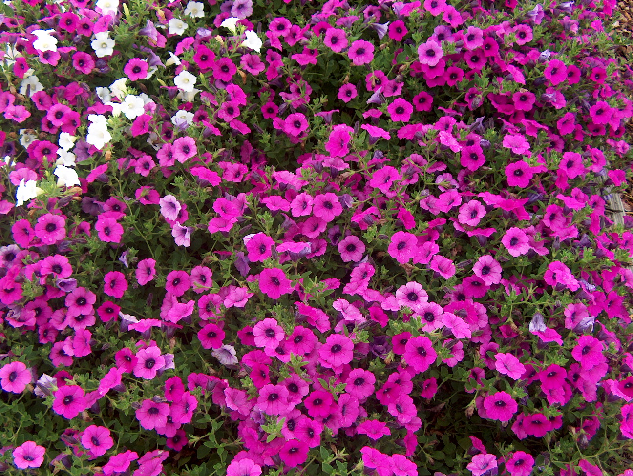 Petunia 'Blanket Purple' / Petunia 'Blanket Purple'