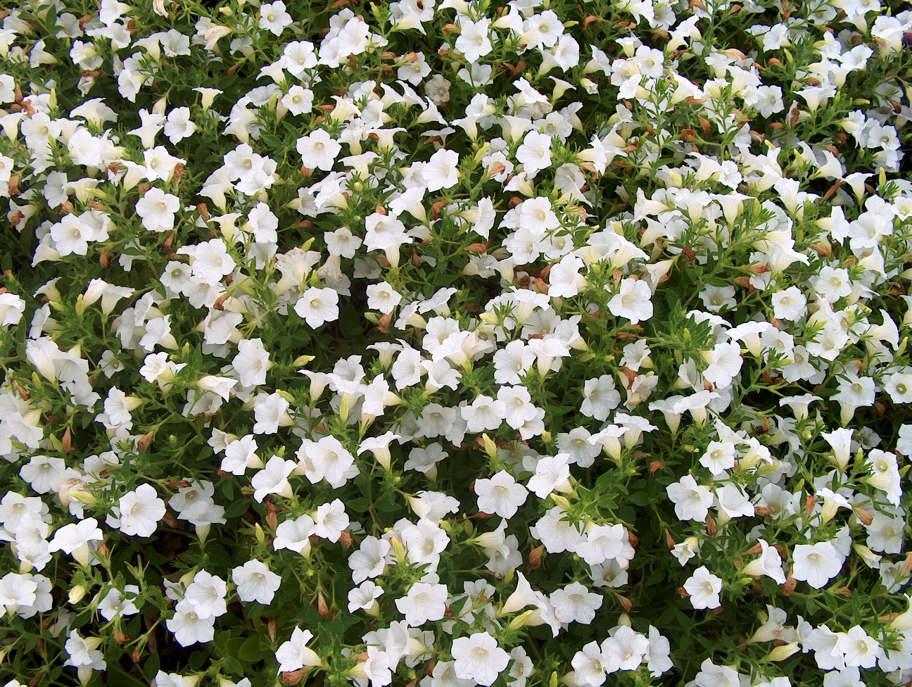 Petunia 'Blanket White'  / Petunia 'Blanket White' 