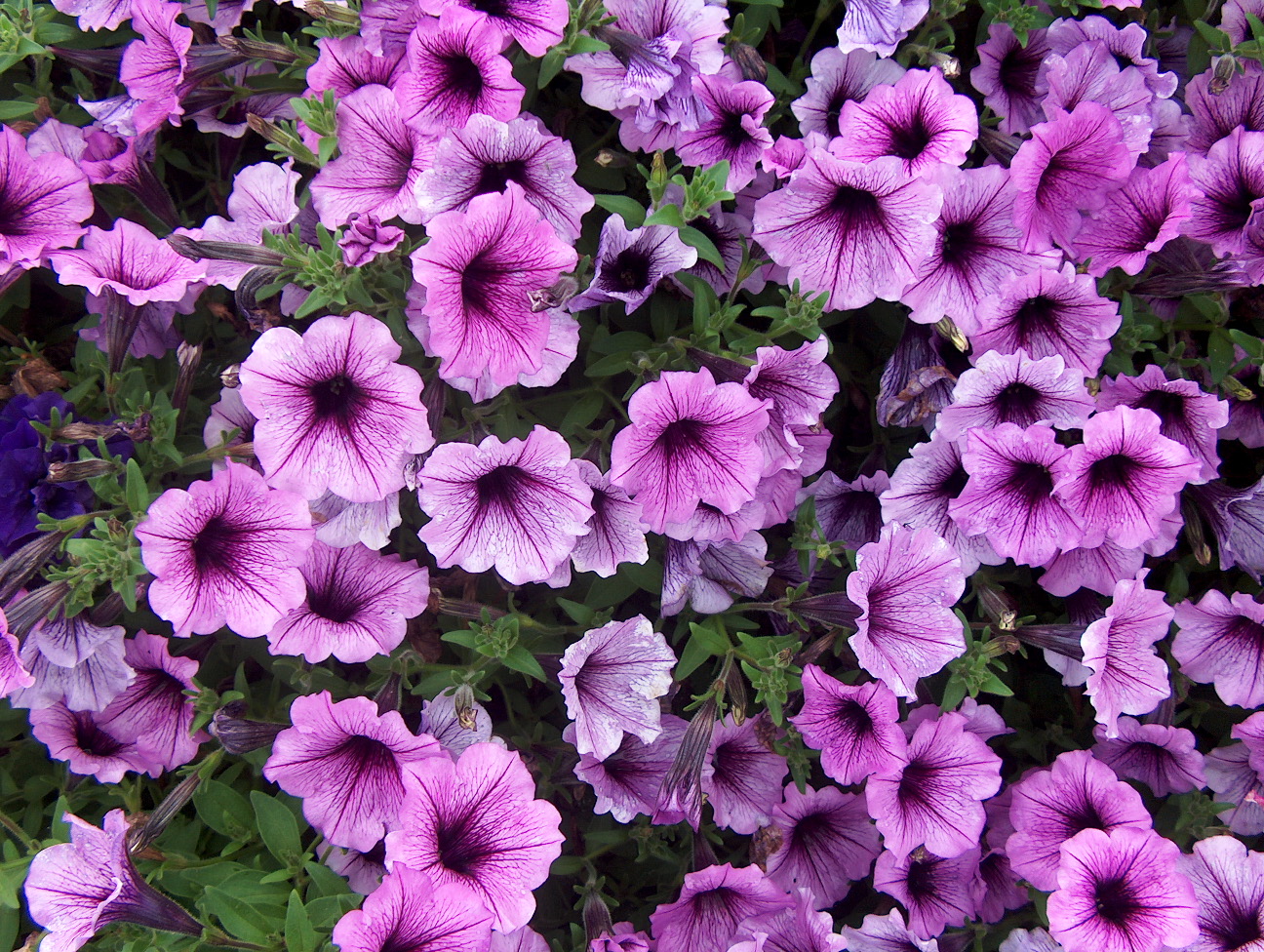 Petunia 'Bordeaux' / Petunia 'Bordeaux'