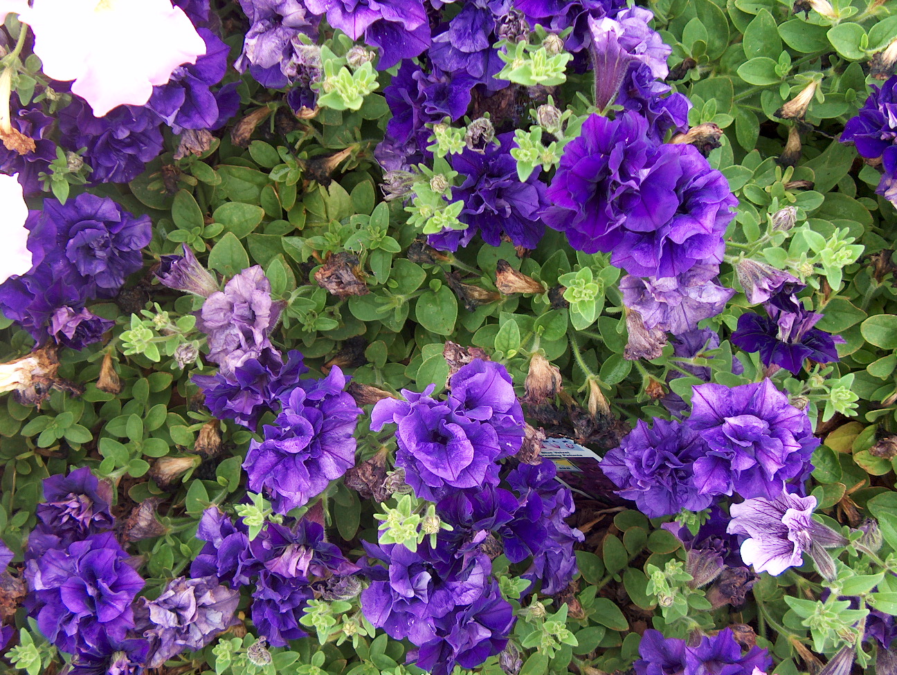 Petunia 'Double Wave Blue Velvet' / Petunia 'Double Wave Blue Velvet'