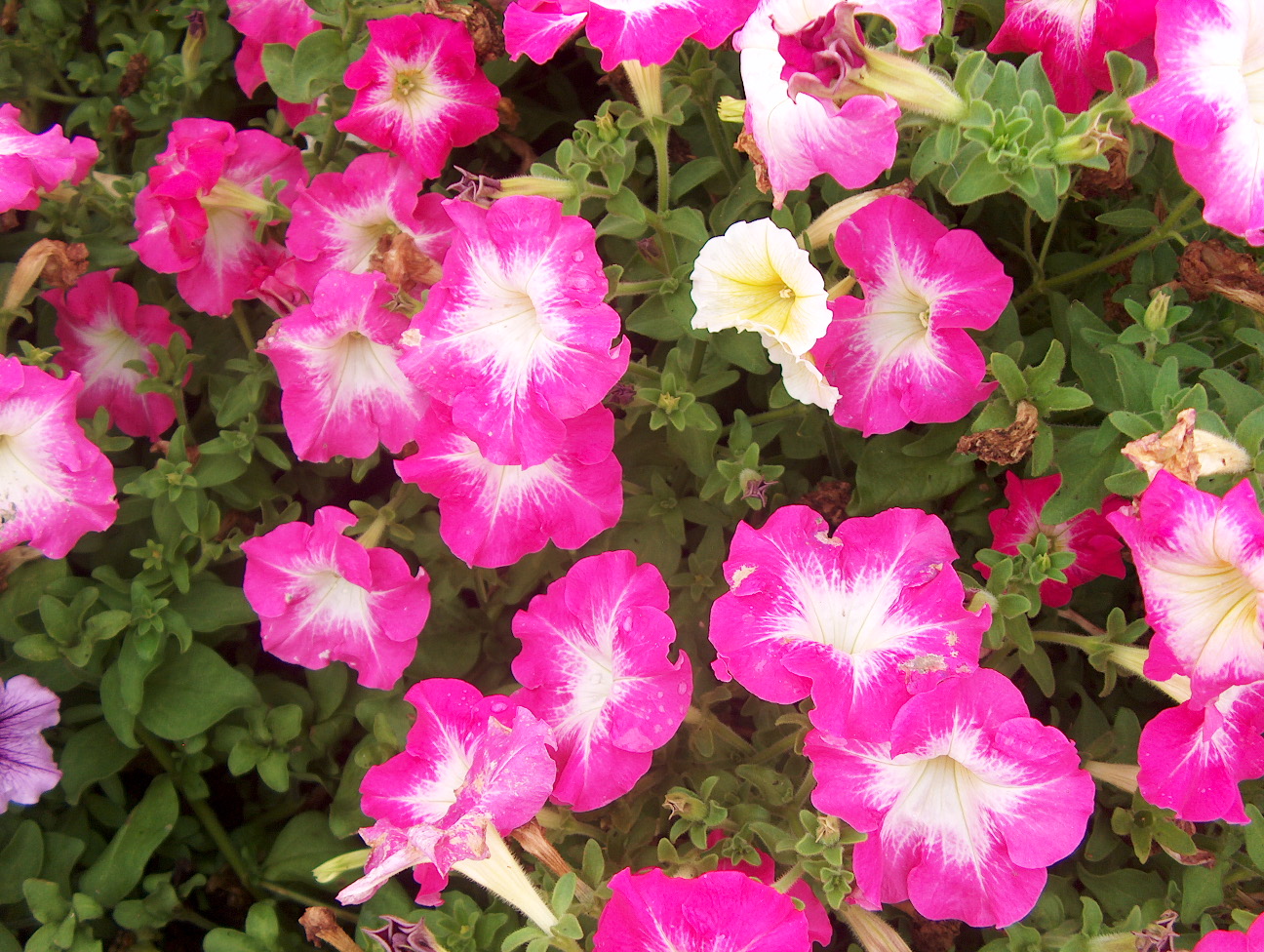 Petunia 'Dream Morn' / Petunia 'Dream Morn'