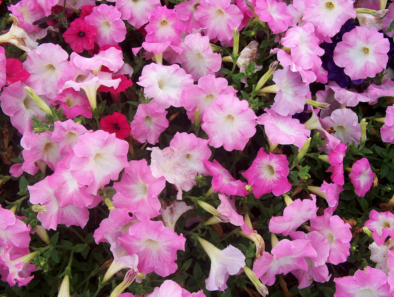 Petunia 'Easy Wave Mystic Pink' / Easy Wave Mystic Pink Petunia