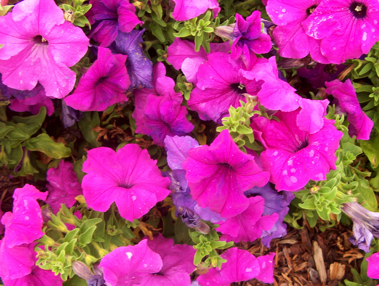 Petunia 'Limbo Violet' / Limbo Violet Petunia