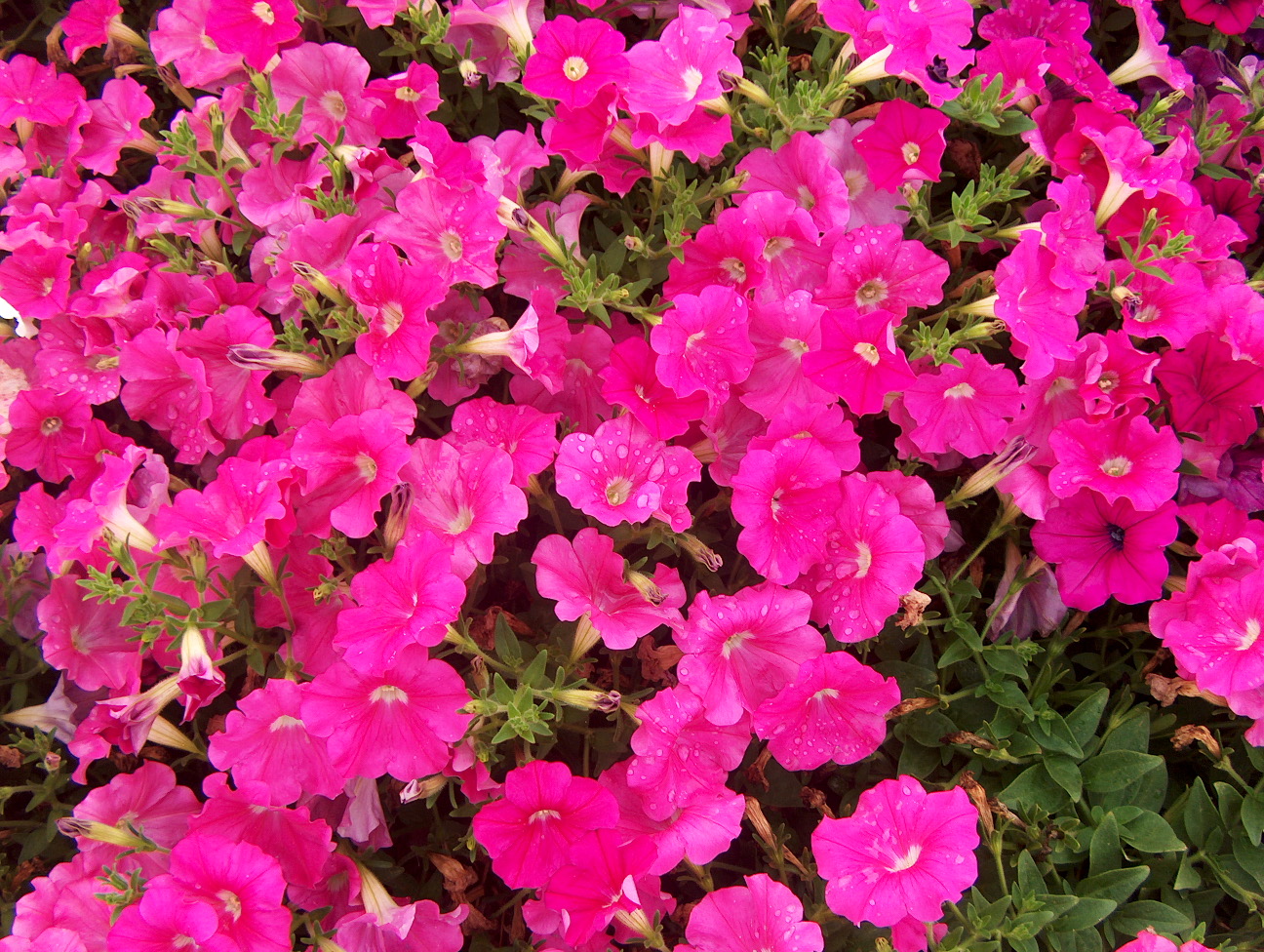 Petunia 'Plush Deep Pink' / Plush Deep Pink Petunia