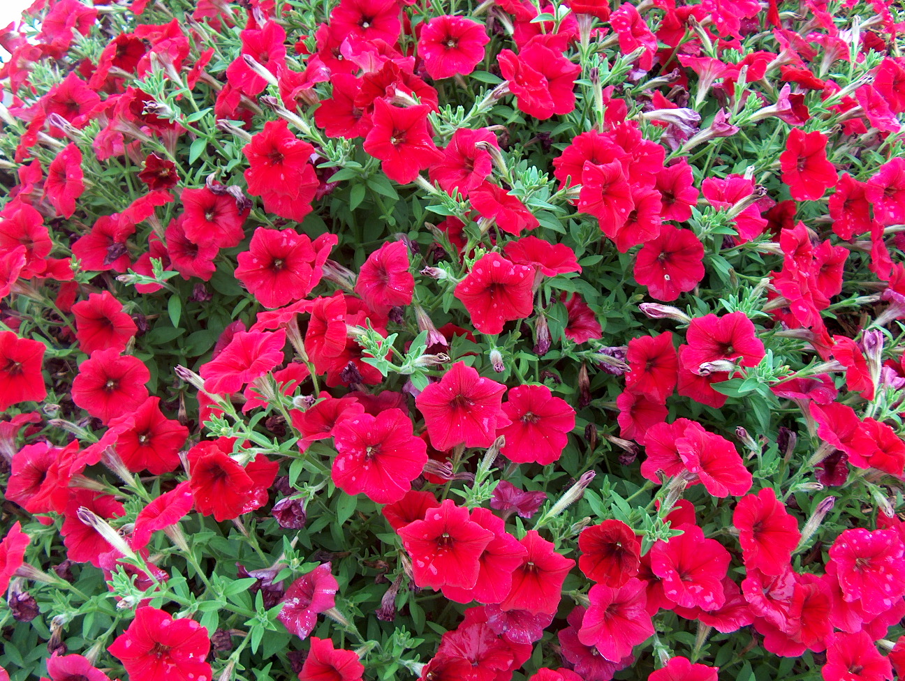 Petunia 'Plush Red' / Plush Red Petunia