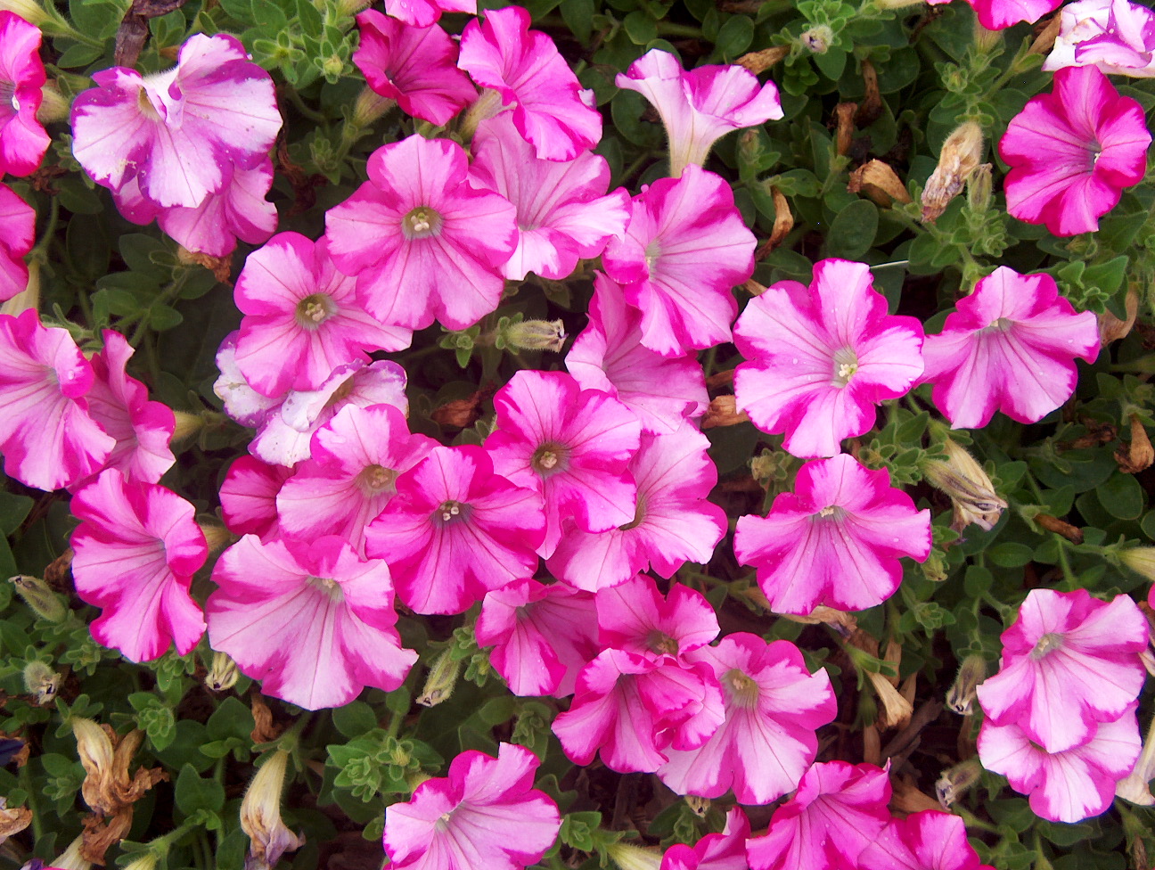 Petunia 'Raspberry Blast' / Petunia 'Raspberry Blast'