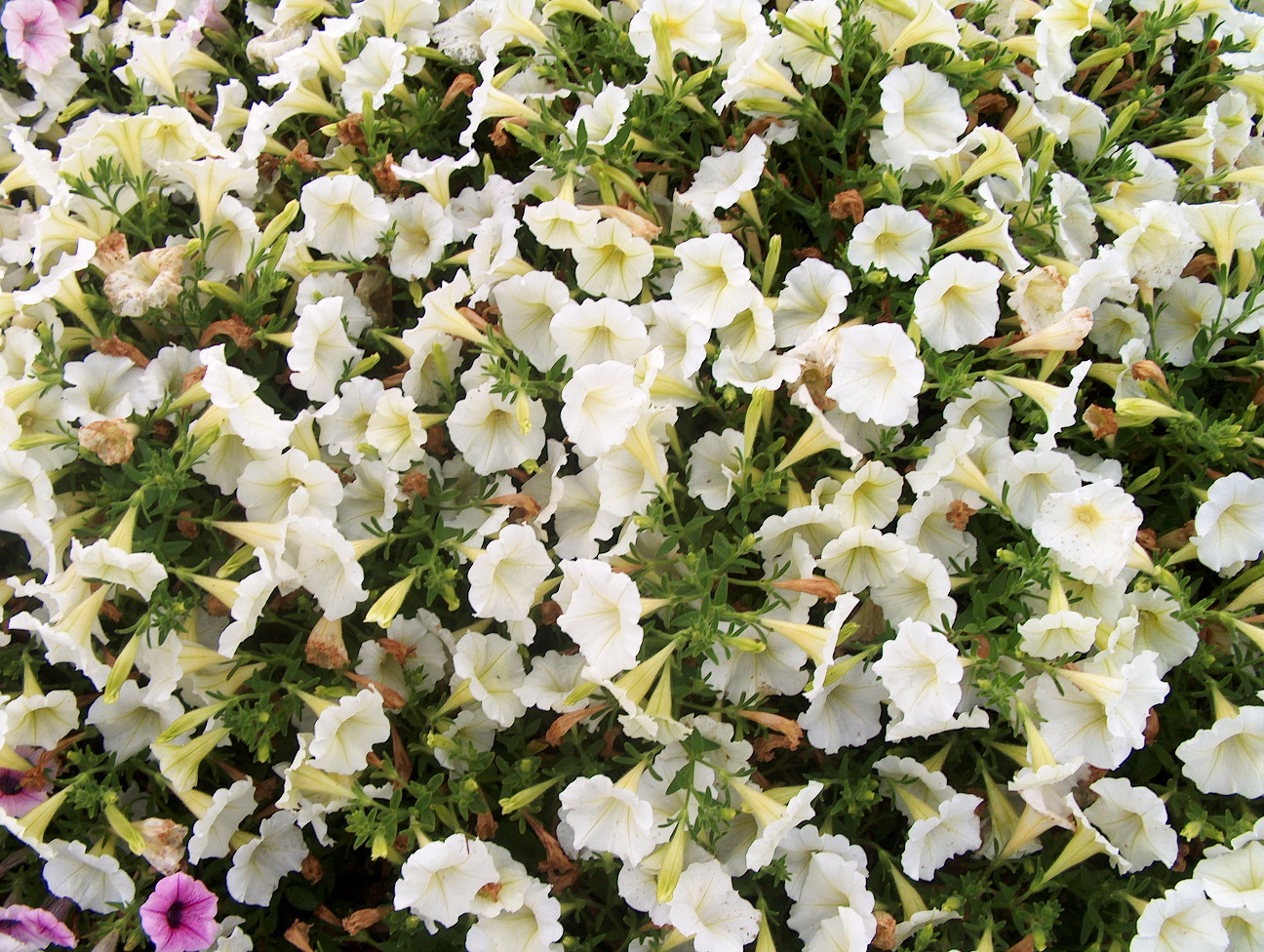 Petunia 'Shock Wave Ivory' / Shock Wave Ivory Petunia