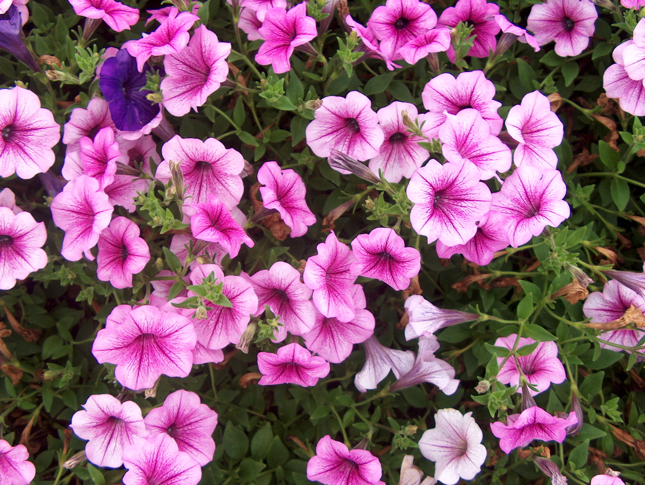 Petunia 'Suncatcher Pink Vein' / Suncatcher Pink Vein Petunia