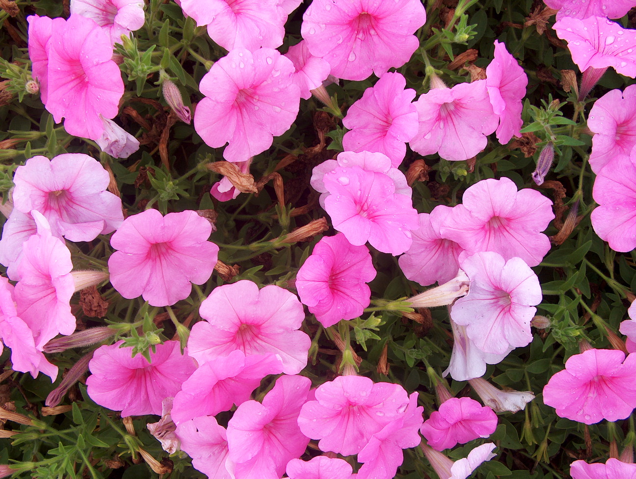 Petunia 'Supertunia Cotton Candy' / Petunia 'Supertunia Cotton Candy'