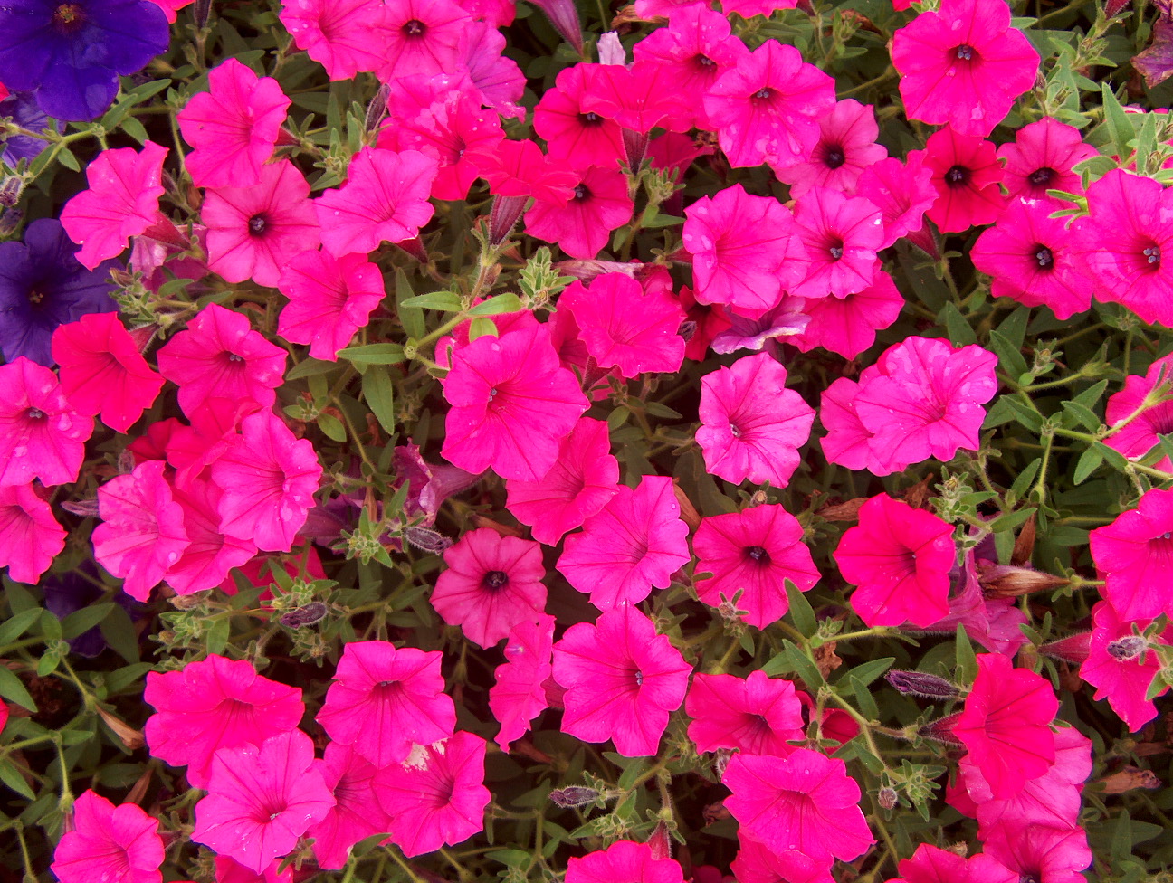 Petunia 'Supertunia Vista Fuchsia' / Supertunia Vista Fuchsia Petunia