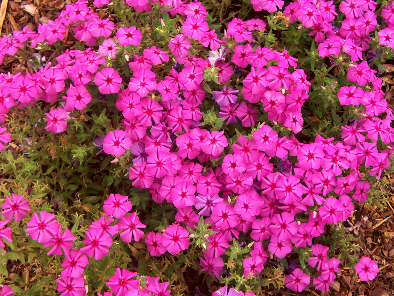 Phlox 'Intensia Lilac Rose'  / Phlox 'Intensia Lilac Rose' 