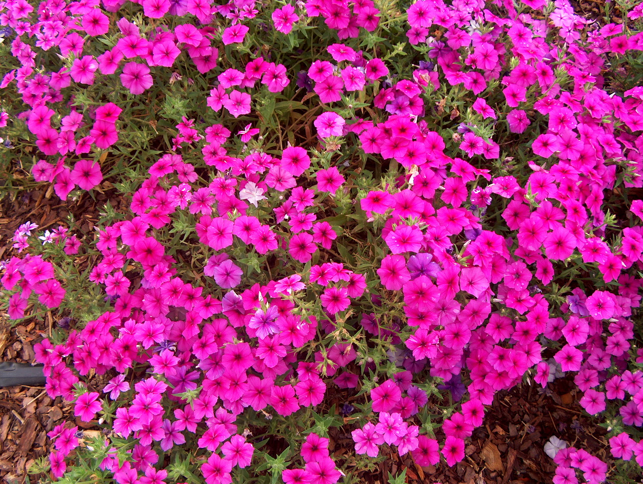 Online Plant Guide Phlox Intensia Neon Pink Phlox Intensia Neon Pink Bright Flowers