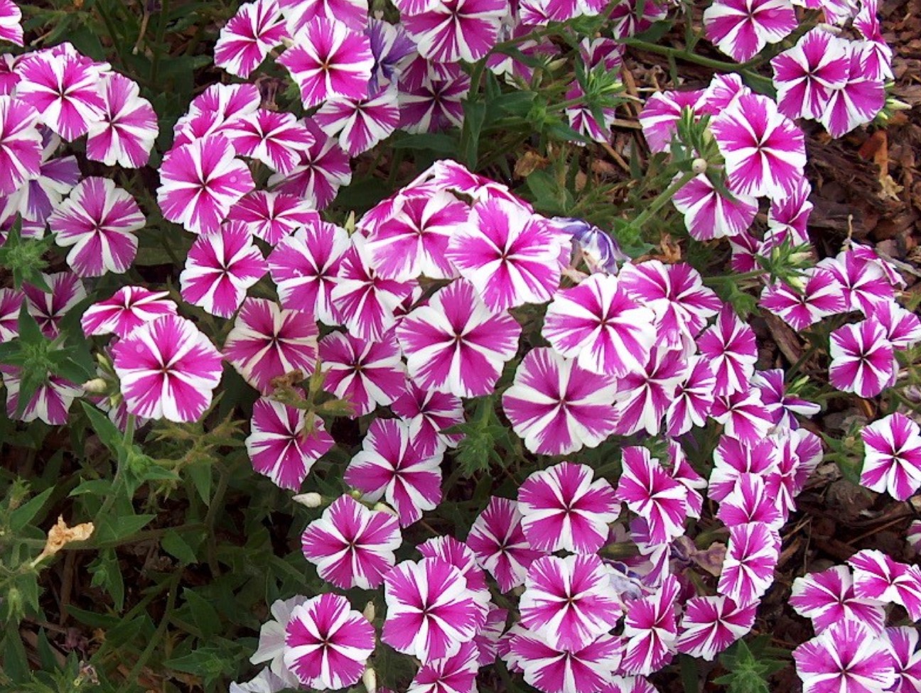 Phlox 'Intensia Star Brite'  / Phlox 'Intensia Star Brite' 