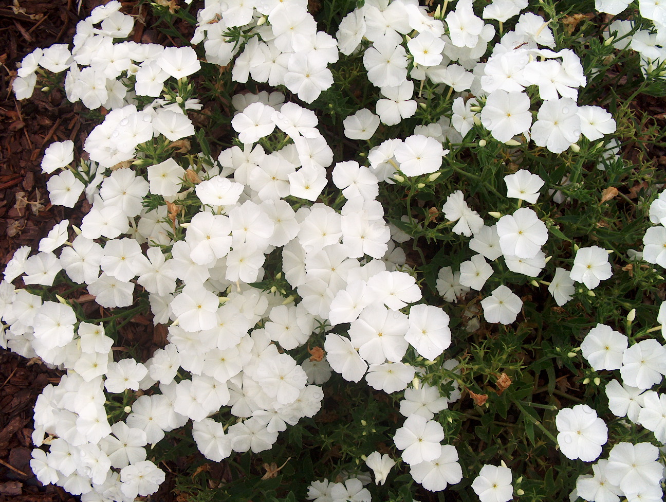Phlox 'Intensia White'  / Intensia White Petunia