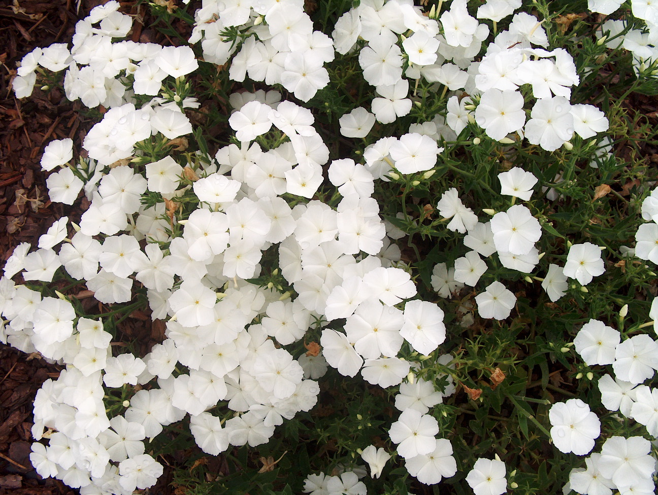 Phlox 'Intensia White'  / Phlox 'Intensia White' 