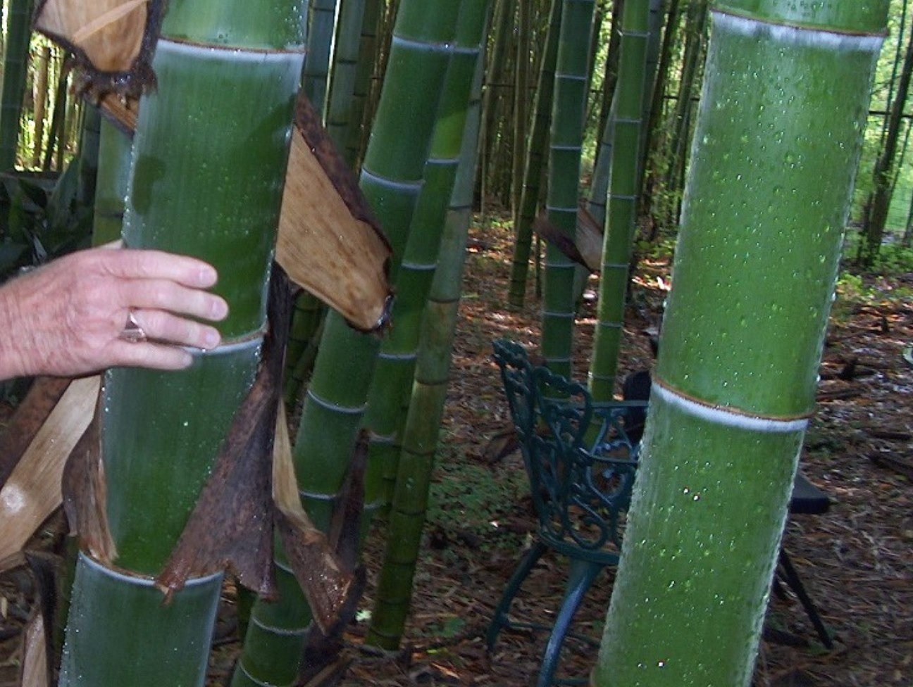 Phyllostachys heterocycla pubescens 'Moso' / Moso Timber Bamboo