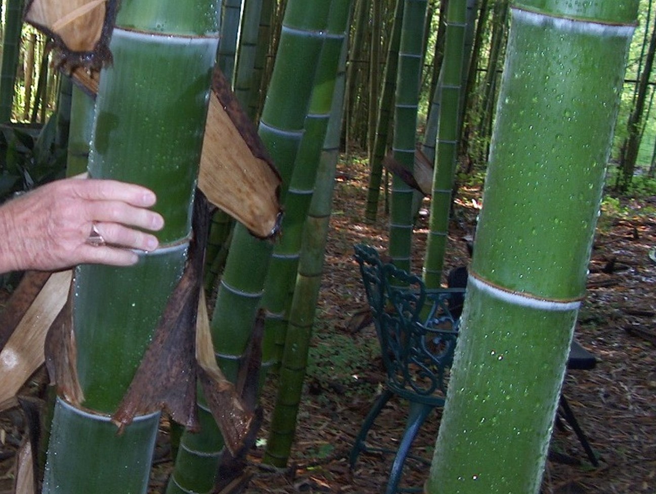 Phyllostachys heterocycla pubescens 'Moso' / Phyllostachys heterocycla pubescens 'Moso'