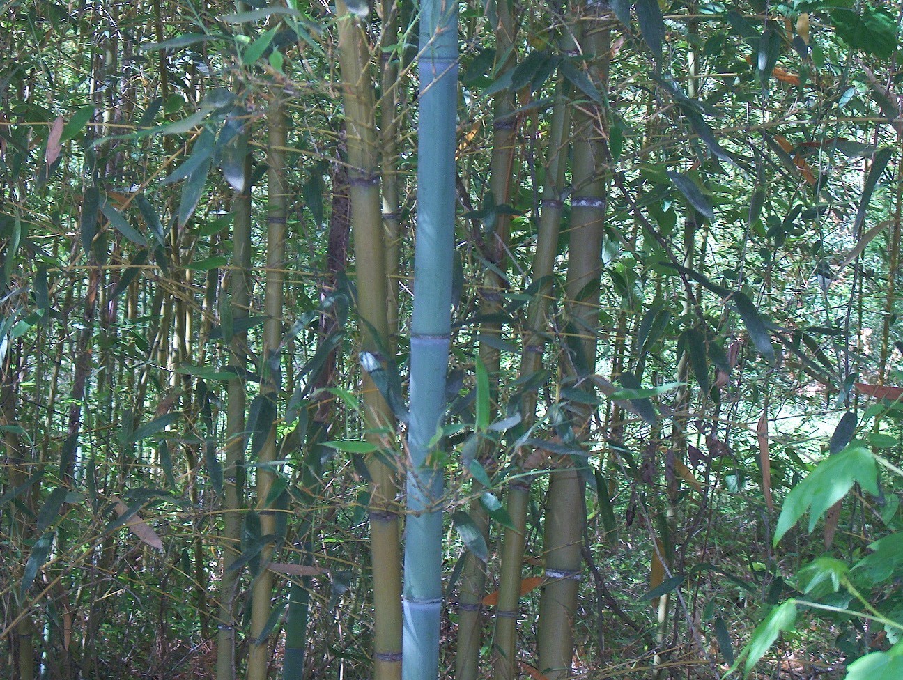 Phyllostachys makinoi / Kei-chiku Bamboo