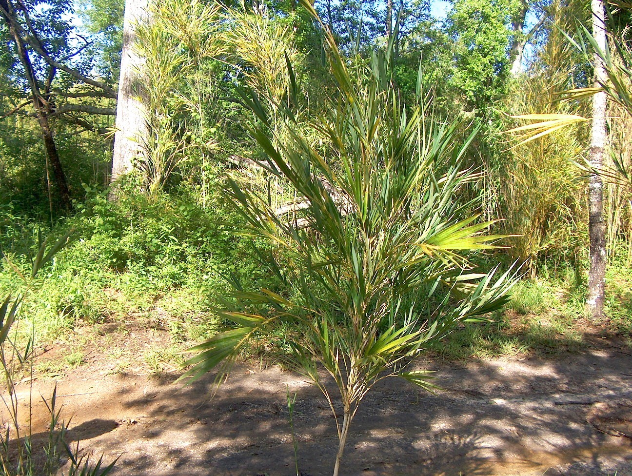 Pleioblastus hindsii / Bamboo