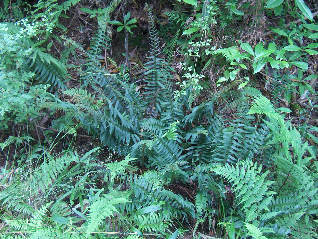 Polystichum acrostichoides  / Christmas Fern