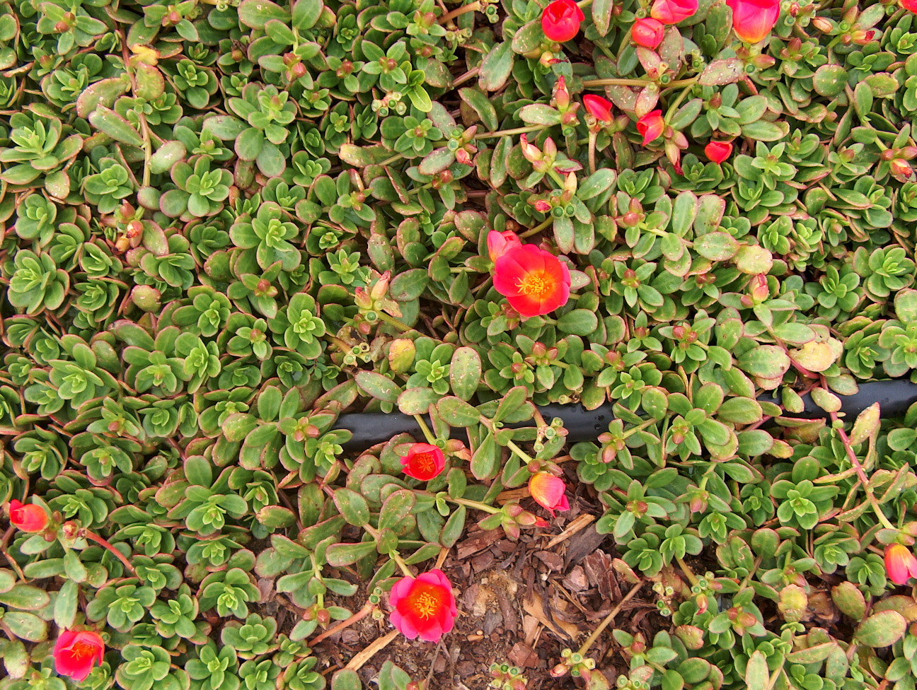 Portulaca oleracea 'Rio Scarlet' / Rio Scarlet Purslane