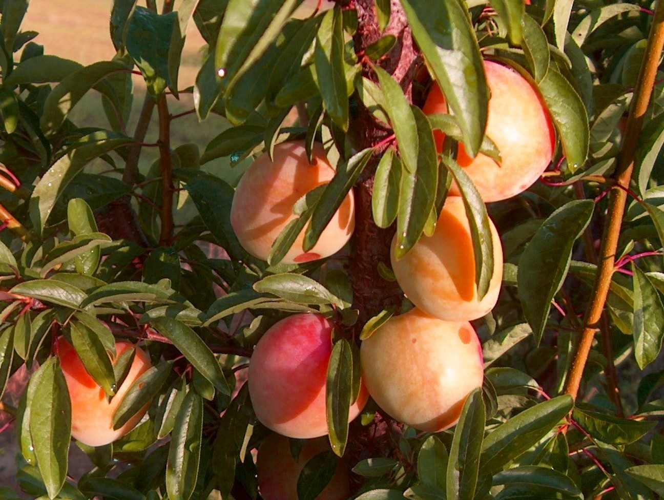 Prunus domestica / Plum