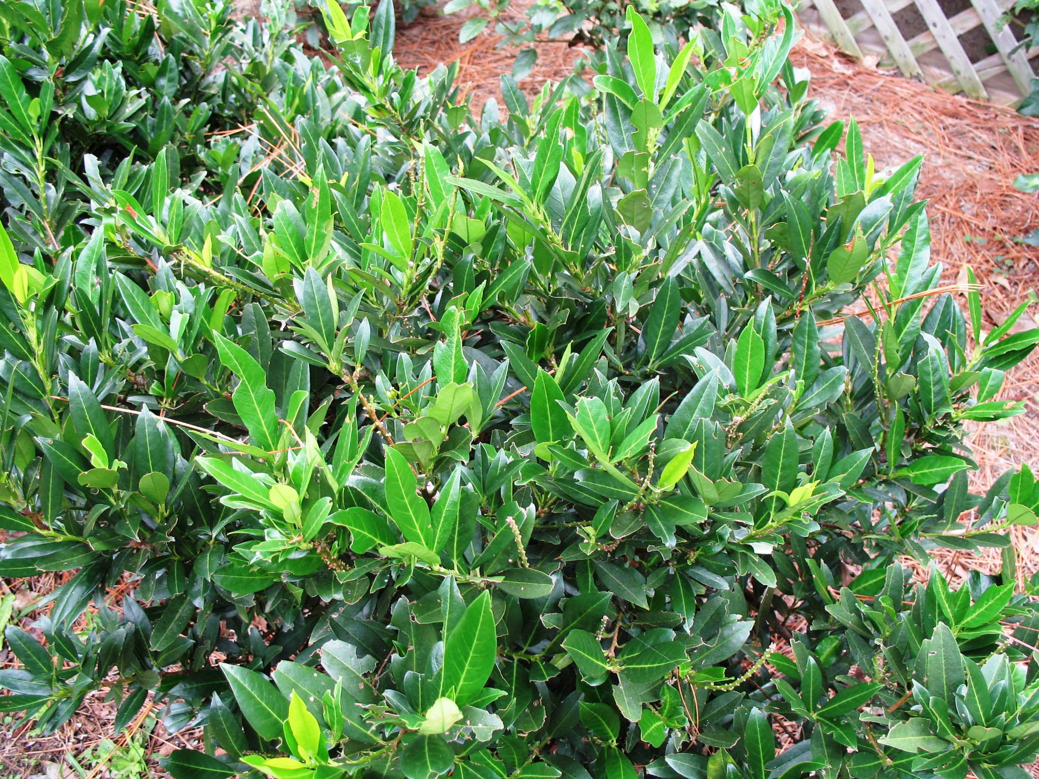 Prunus laurocerasus 'Otto Luyken' / Otto Luyken Laurel Cherry