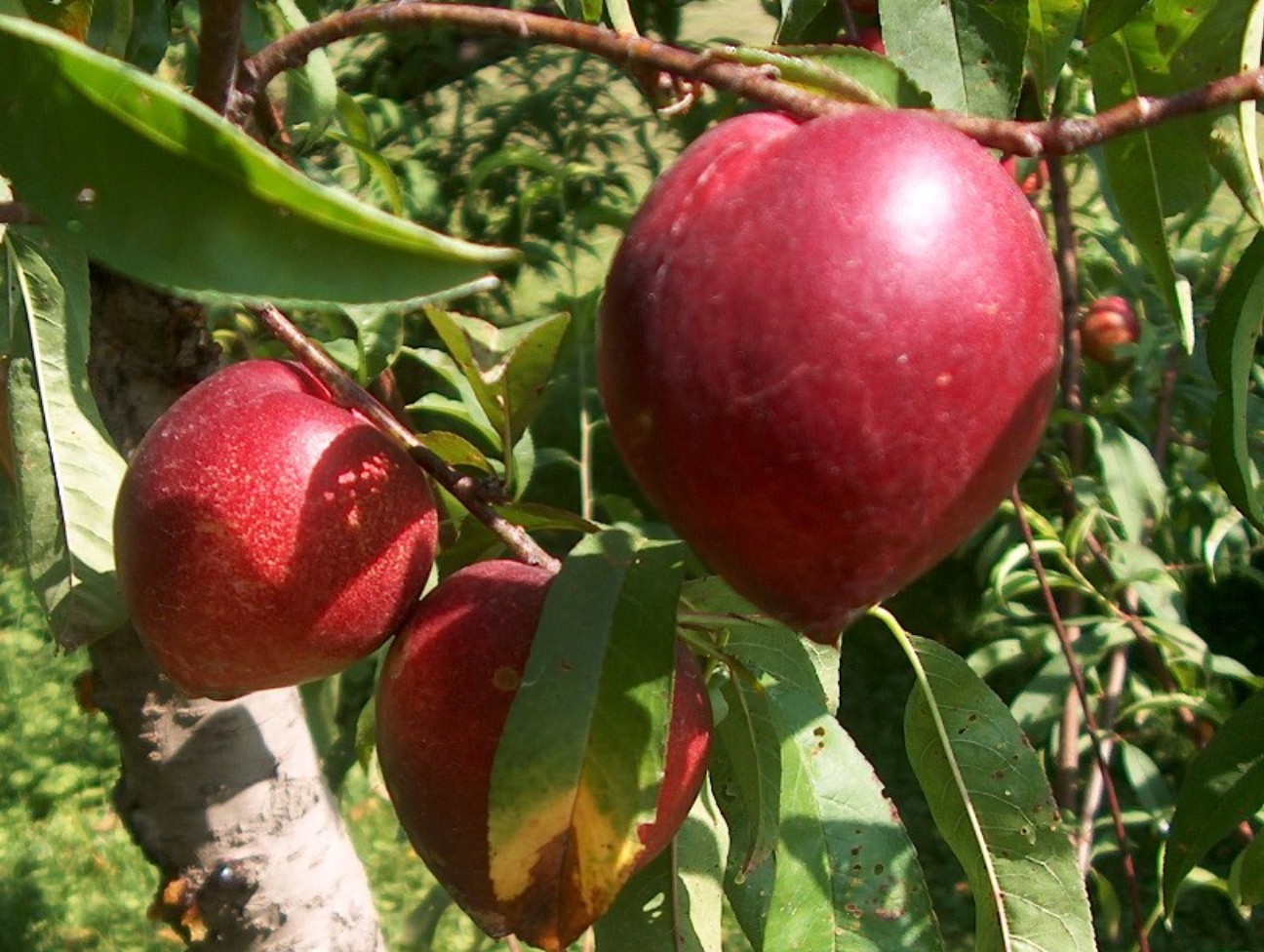 Prunus persica var. nucipersica / Nectarine