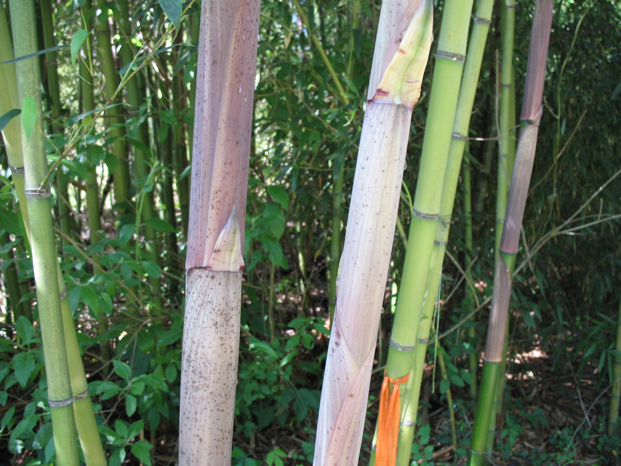 Phyllostachys manii 'Decora'  / Beautiful Bamboo