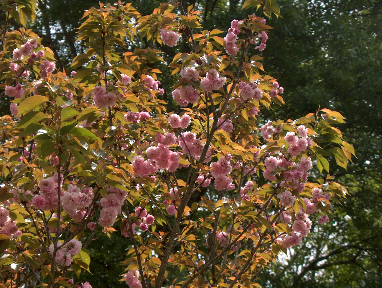 Prunus serrulata 'Kwanzan'  / Kwansan Cherry