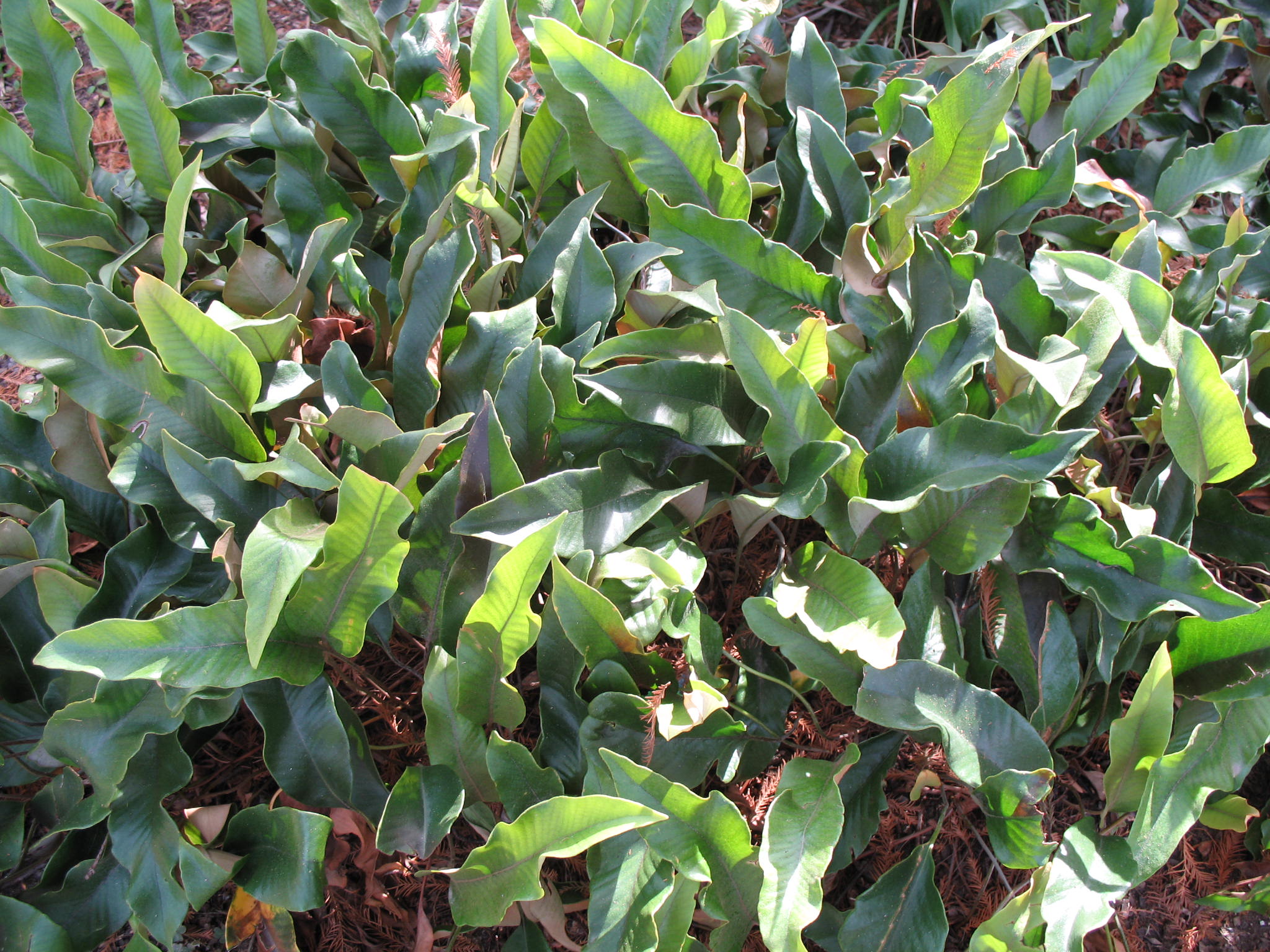 Pyrrosia lingua  / Tongue Fern